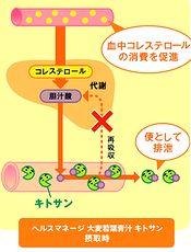 キトサンによるコレステロール抑制効果の説明図