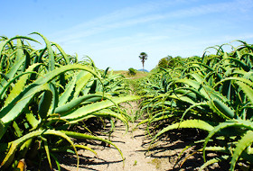 無農薬栽培されるキダチアロエの畑の様子