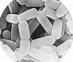 有胞子性乳酸菌のイメージ