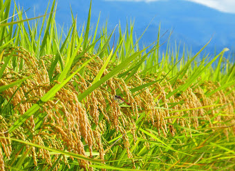 無農薬、肥料も不使用で栽培されたお米